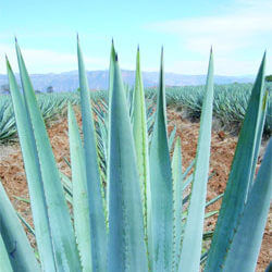 All Tequila is Mezcal, but Not All Mezcal is Tequila.