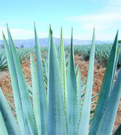 All Tequila is Mezcal, but Not All Mezcal is Tequila.